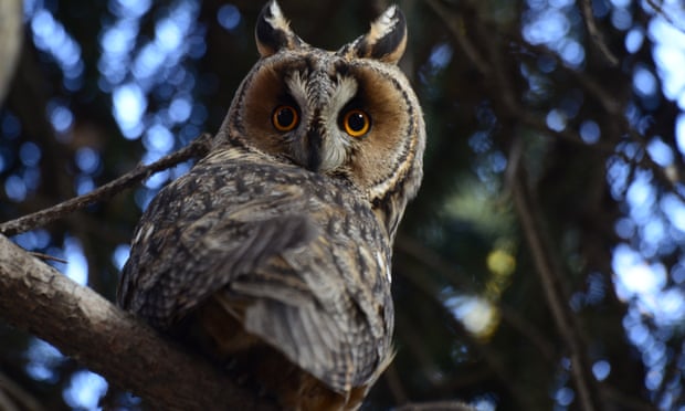 Mark cokcker l e owls